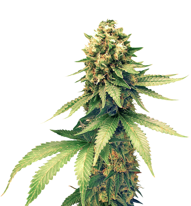 ScapeGoat Genetics - White Stripe