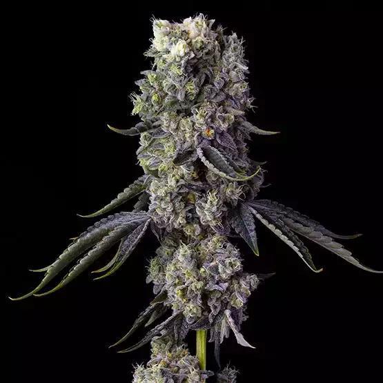 Ethos - Grandpa's Cookies R1