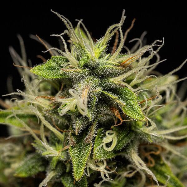 Royal Queen - Corkscrew