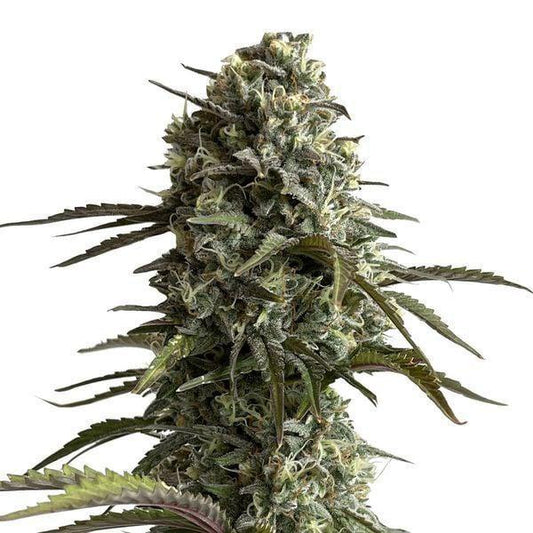 42 Fast Buds - Original Auto Skunk