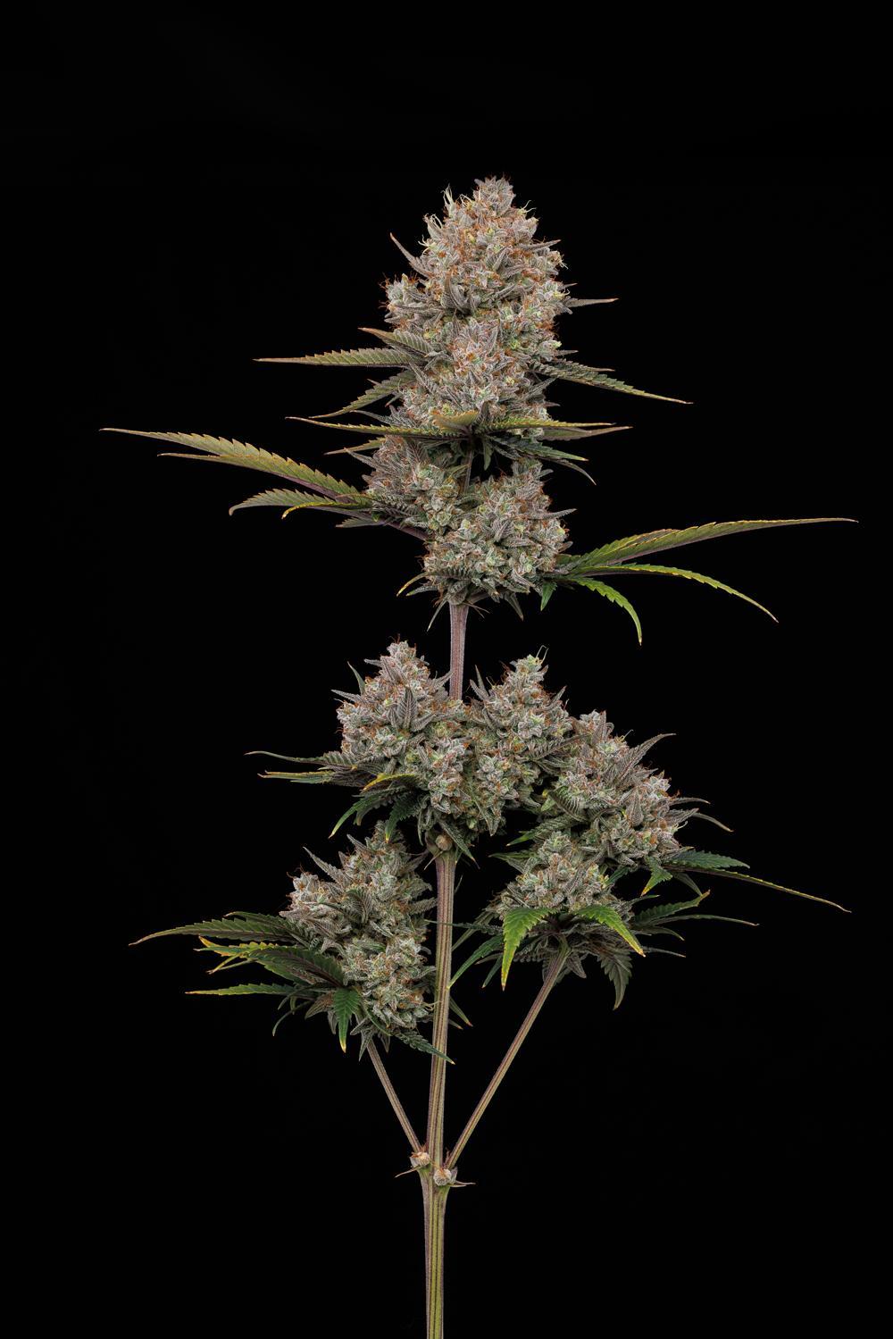 Humboldt - Hella Jelly Auto