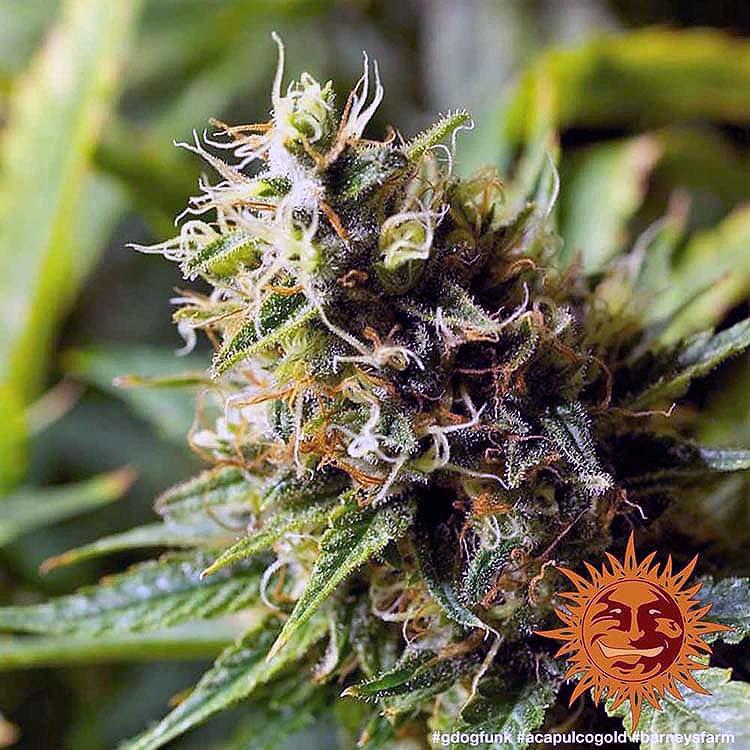 Barney's Farm - Acapulco Gold