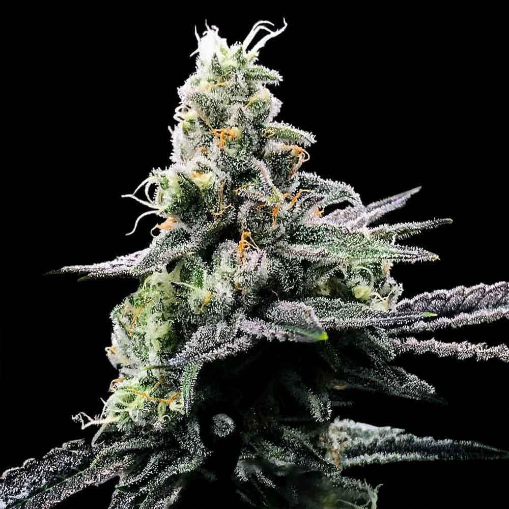 DNA Genetics - Purple Chocolope