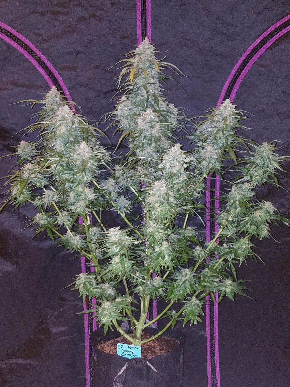42 Fast Buds - Pineapple Express Auto