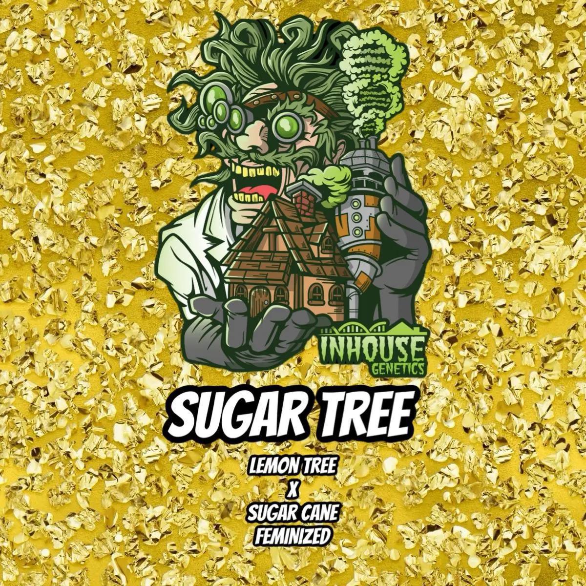 In House Genetics - Sugar Tree