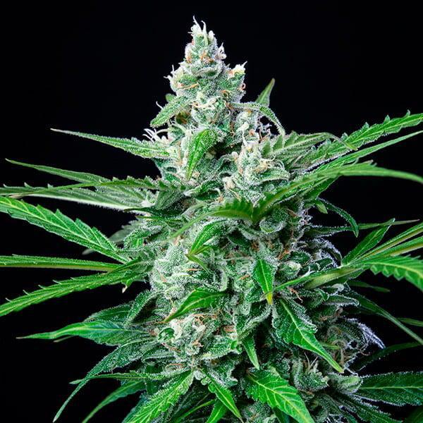 Royal Queen - Royal AK