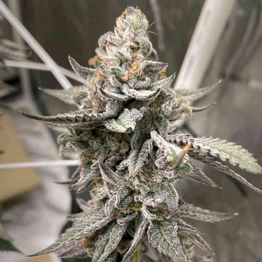 Elev8 Seeds - Beaver Cookies
