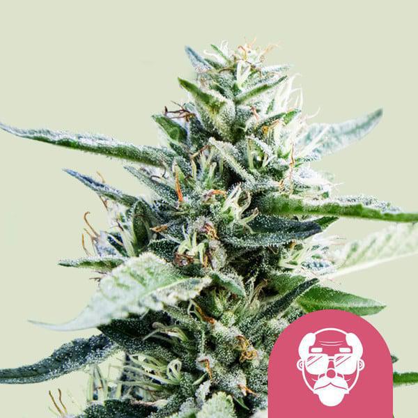 Royal Queen - Granddaddy Purple
