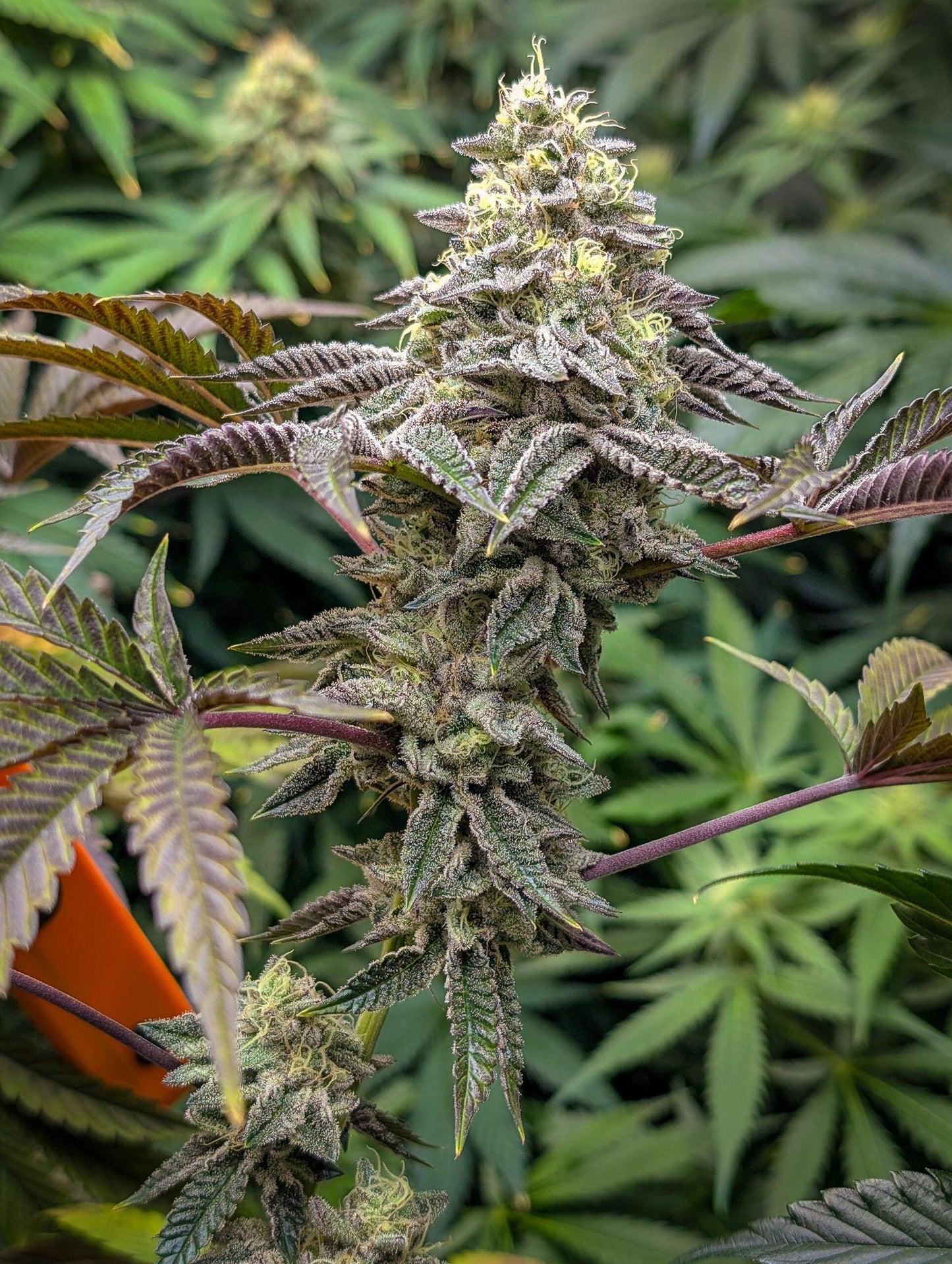 Elev8 Seeds - Jedi Juice