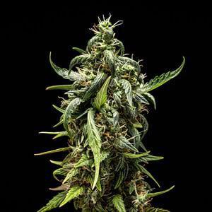 Royal Queen - NYC Sour D