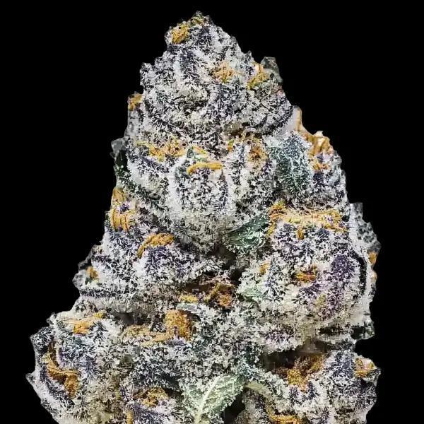 42 Fast Buds - Lemonpaya