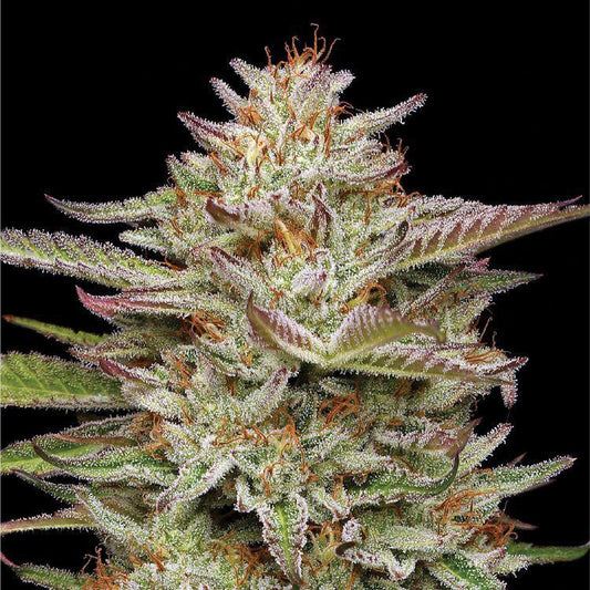 Humboldt - Banana OG