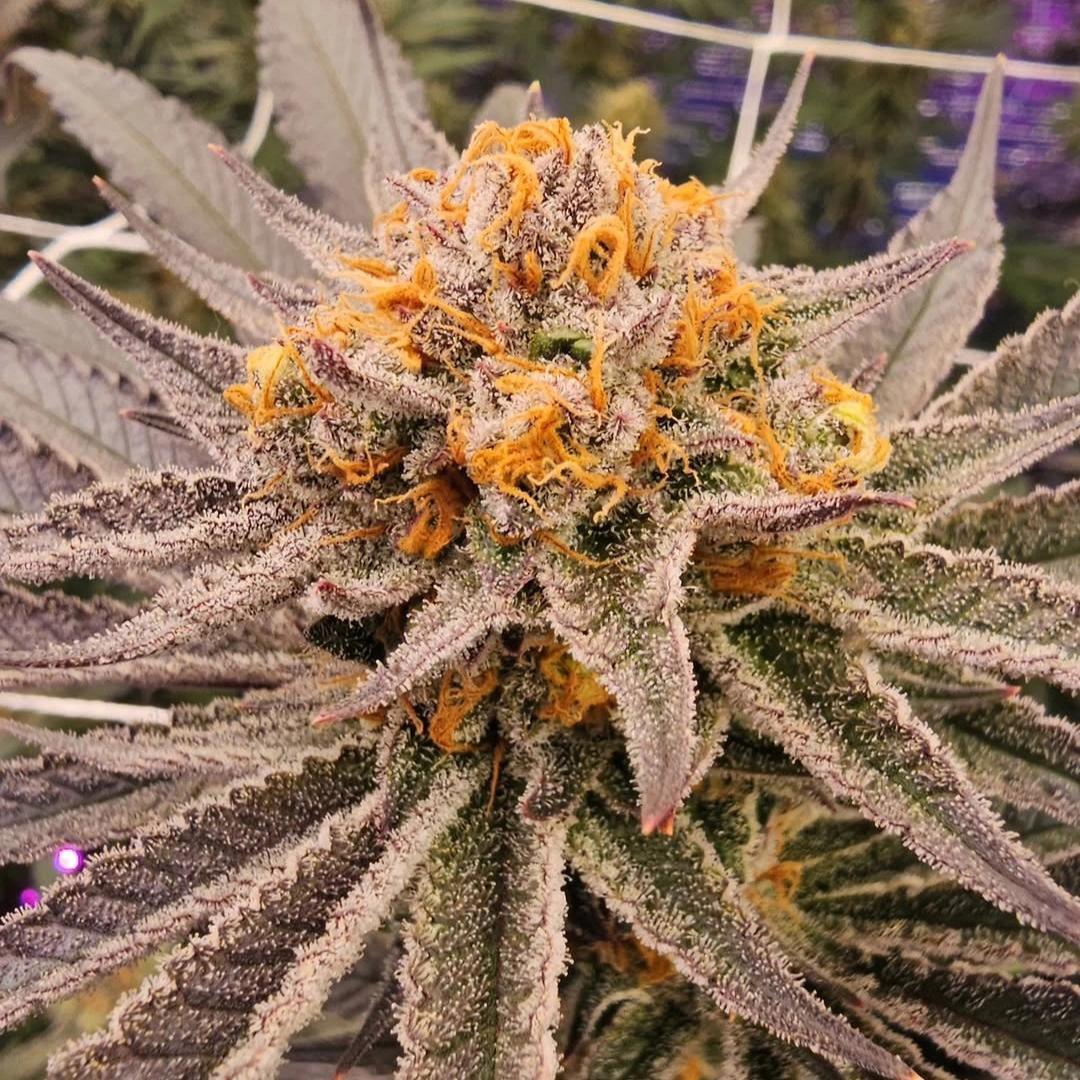 In House Genetics - Permanent Zushi