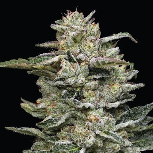 Humboldt - Nutter Budder