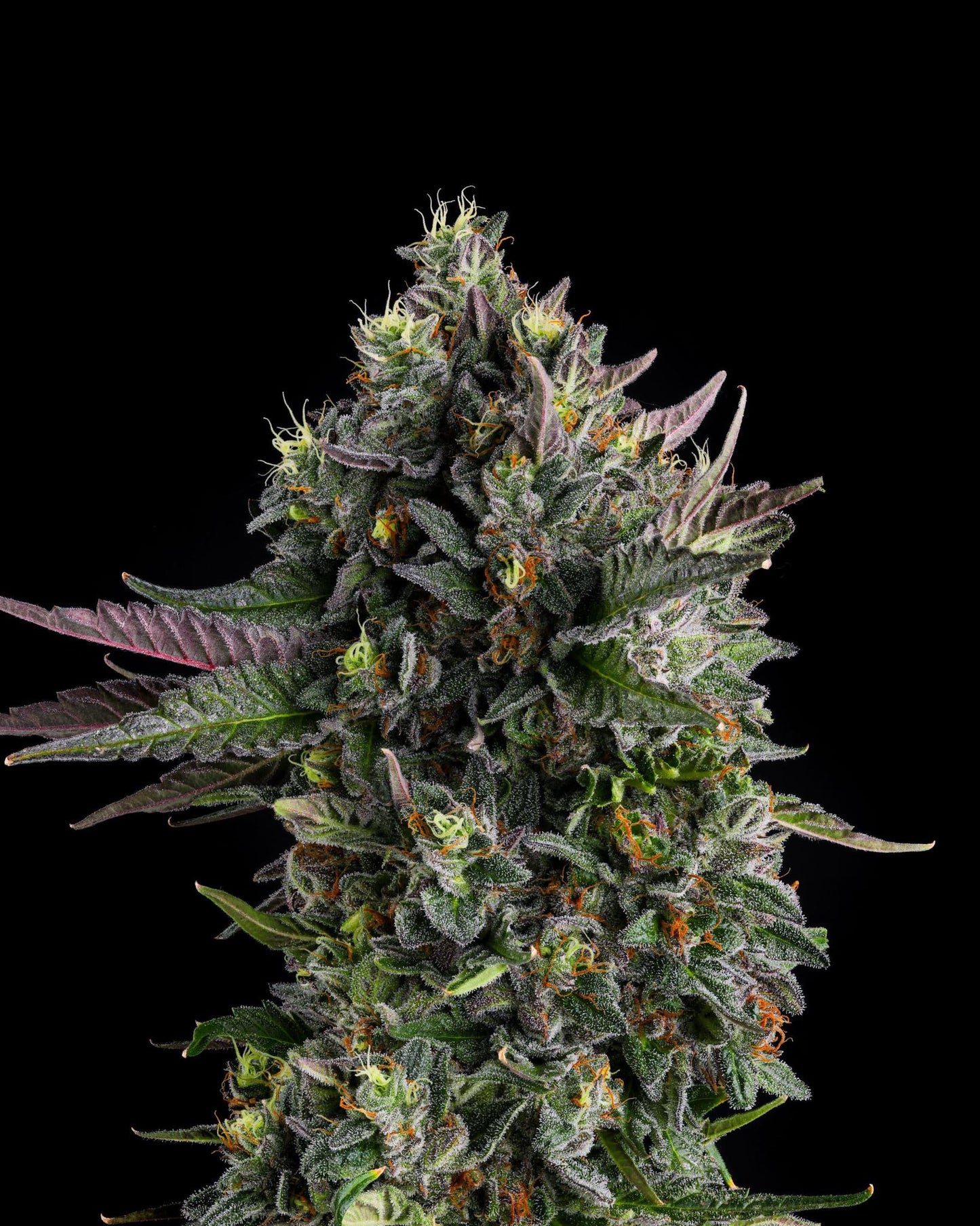 Compound Genetics - Puffinz