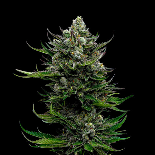 Humboldt - All Gas OG