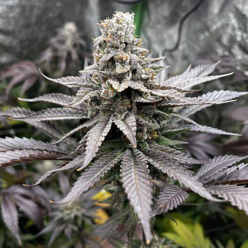 In House Genetics - Papayafiya