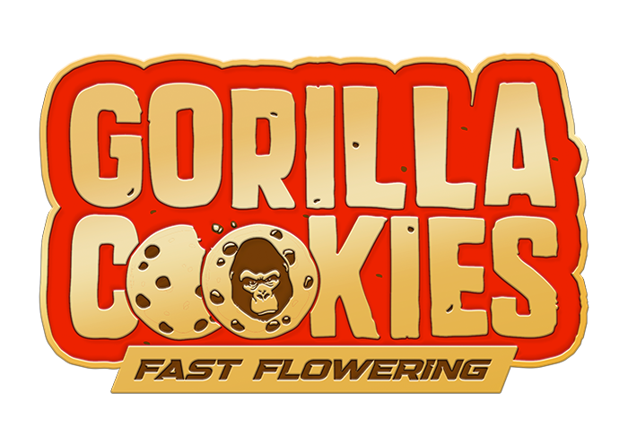 42 Fast Buds - Gorilla Cookies Fast Flowering