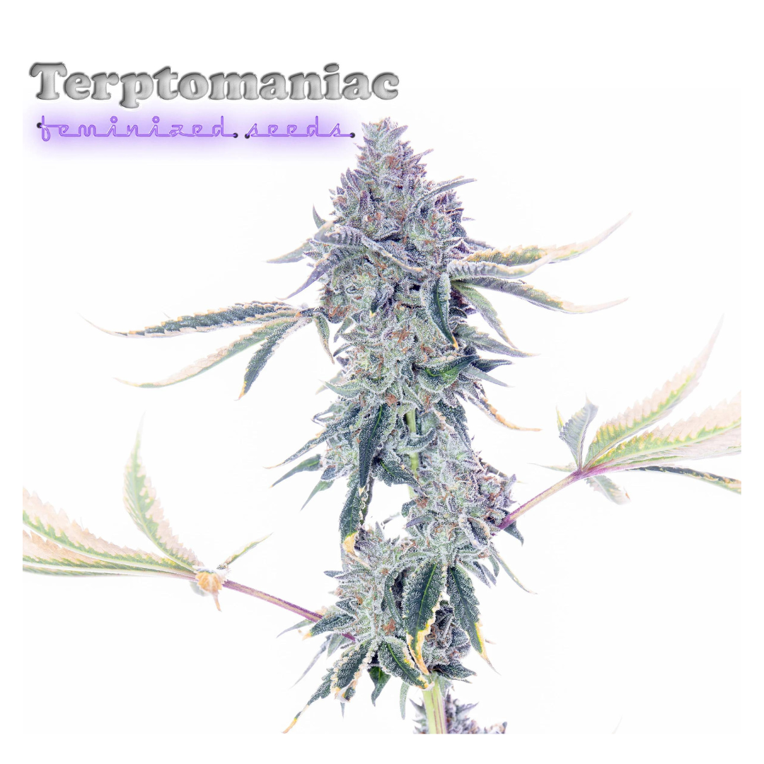 Romulan Genetics - Terptomaniac F1