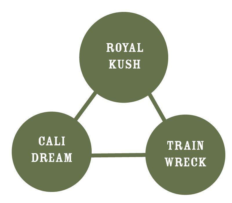 Humboldt - Royal Highness