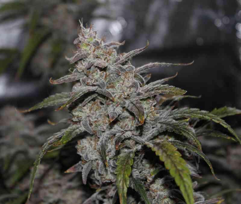 Mephisto - Grape Walker Kush