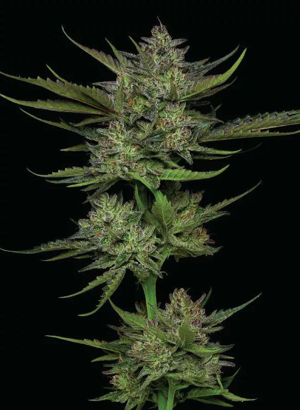 Humboldt - Sour Apple Auto