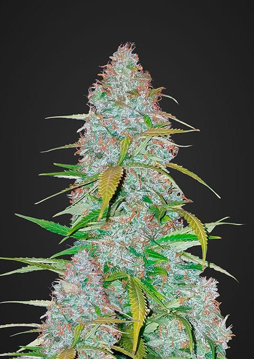 42 Fast Buds - Californian Snow Auto