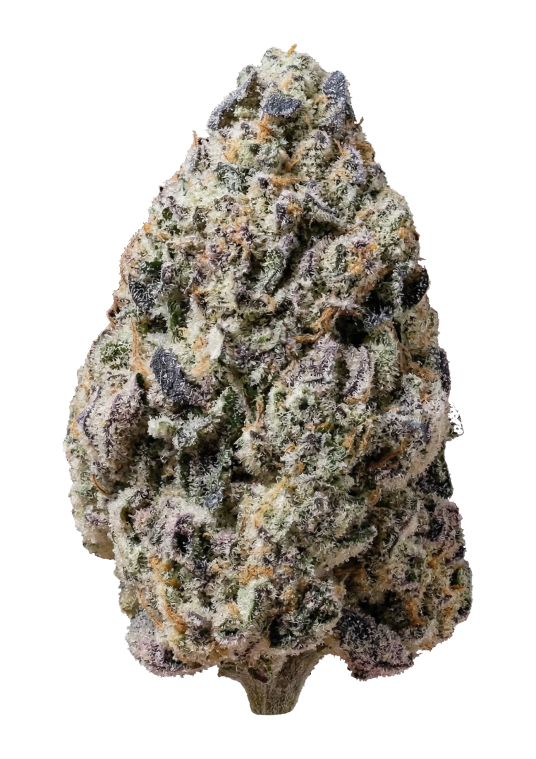 42 Fast Buds - Biscotti Gelato FEM