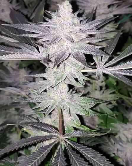 In House Genetics - Frozen Grapes