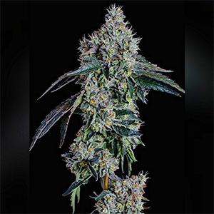 Ethos - Baller's Game