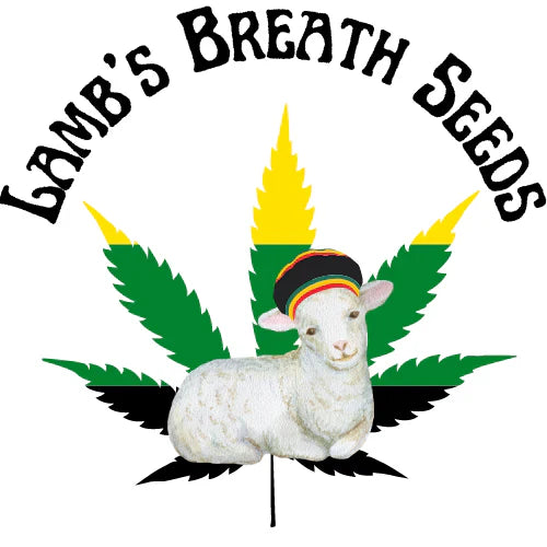 Lamb's Breath Seeds