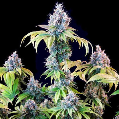 Royal Queen - Dynamite Diesel