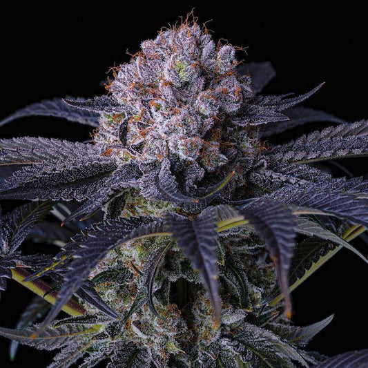 Ethos - GRAPE BALLS OF FIRE Rbx