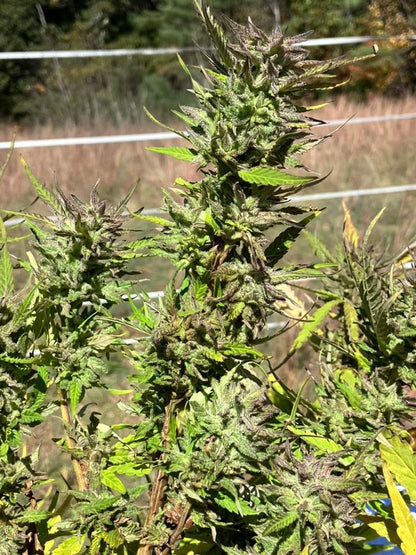 Lamb's Breath Seeds - Ire Select