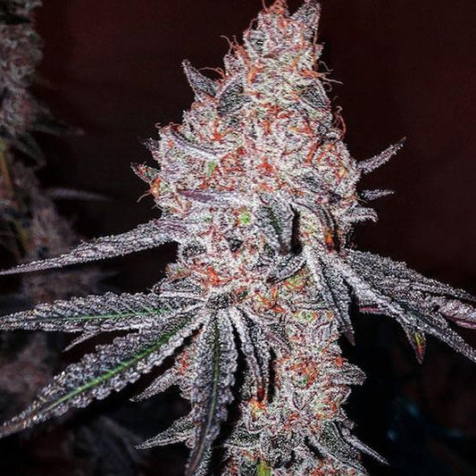 Ethos - Strawberry Cookies OG R1