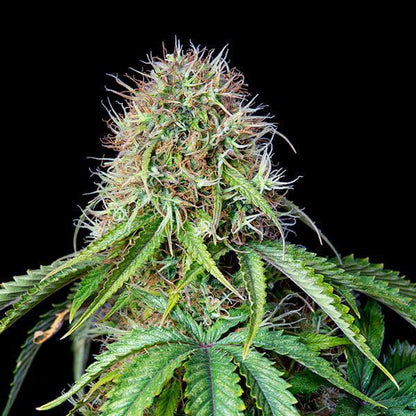 Royal Queen - Royal CBG Auto
