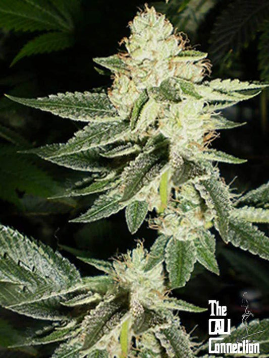 The Cali Connection -  Louis XIII OG
