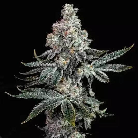 Ethos - Grandpa's Cookies R2V1