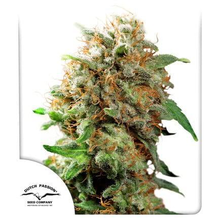 Dutch Passion - Mazar