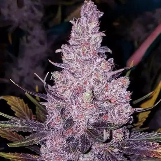 Ethos - Member og? f1