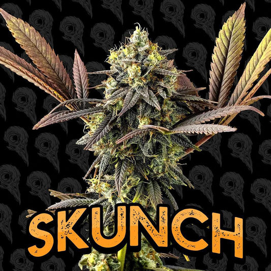Dirty Bird - Skunch