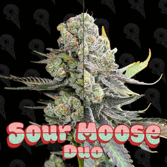 Dirty Bird -  Sour moose Duo