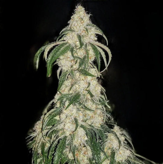 Ethos - Big Fat n' Fruity R1