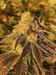 Elev8 Seeds - Jade Nior