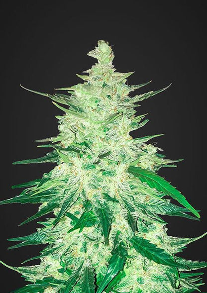 42 Fast Buds - CBD 1:1 Auto {CBD Crack}