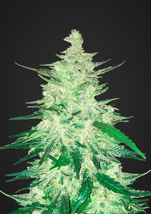 42 Fast Buds - CBD 1:1 Auto {CBD Crack}