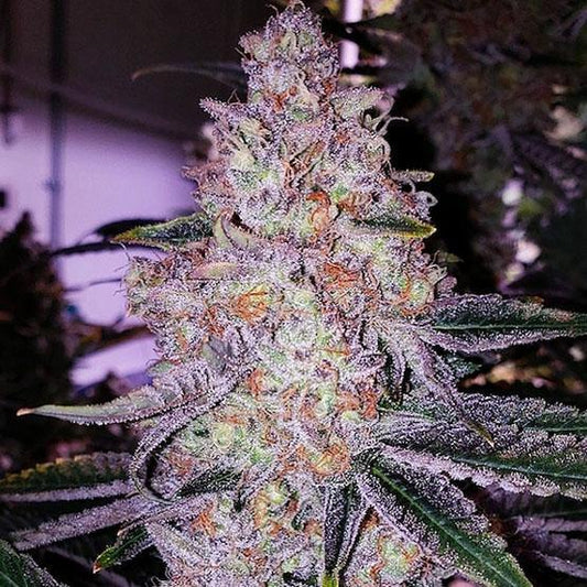 Ethos - Planet of the Grapes RBX