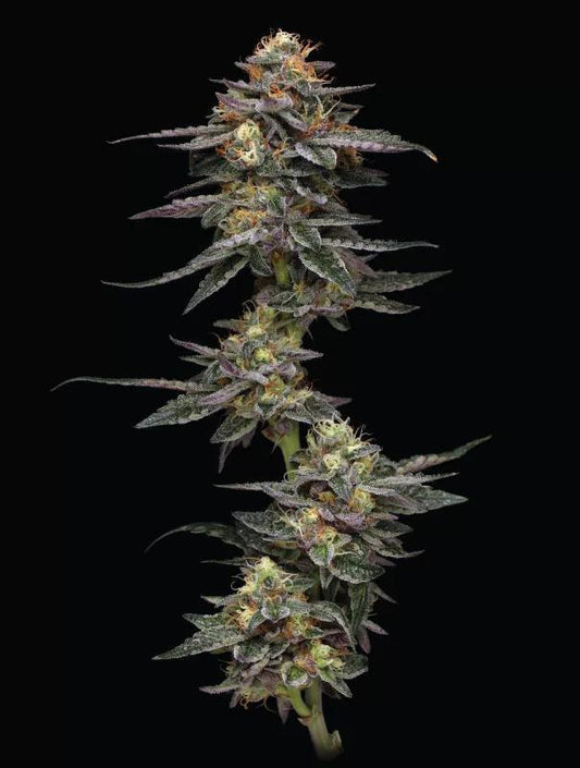 Humboldt - Vanilla Frosting