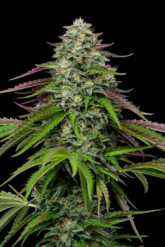 Humboldt -  Garlic Budder Auto