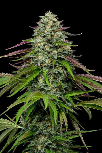 Humboldt -  Garlic Budder Auto